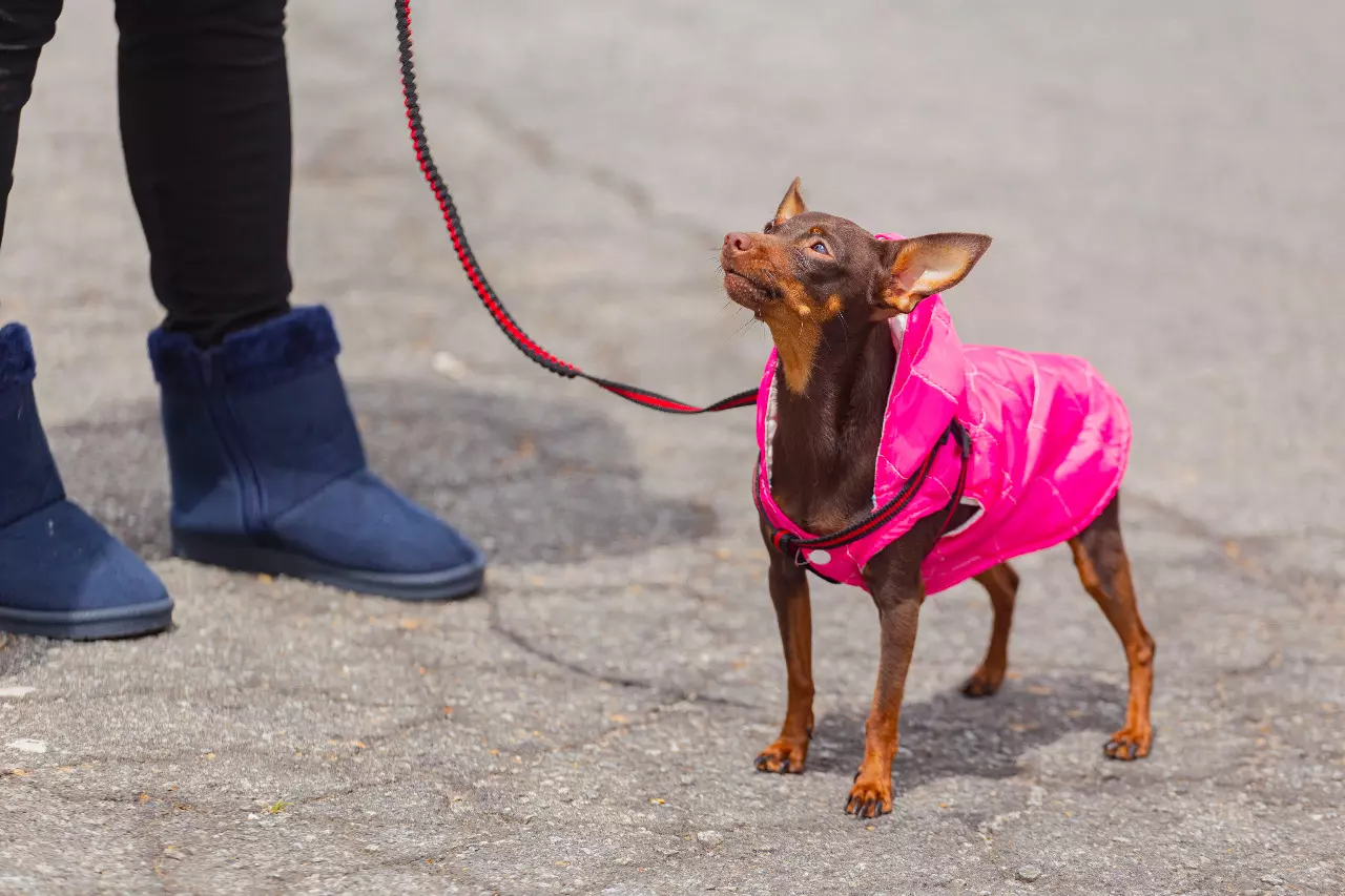 Zoonoses de Cotia realiza evento ‘Vacinação contra raiva no Seu Bairro’ para cães e gatos